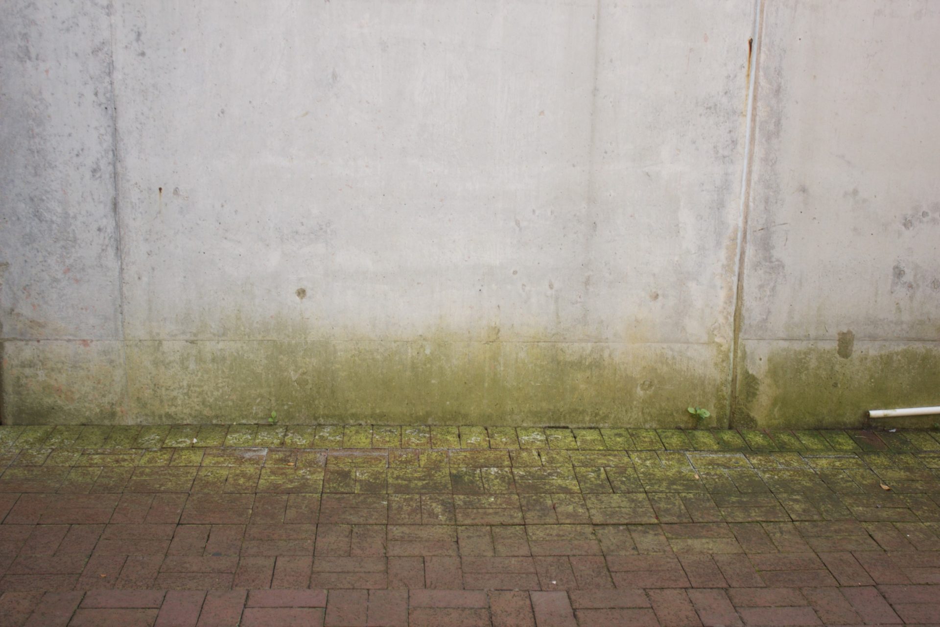 mold in a wet basement in Springfield