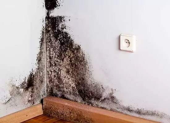 Mold also grows in rarely accessed places, such as behind furniture, inside air ducts, and crawl spaces.