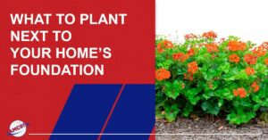 What to Plant Next to Your Home’s Foundation