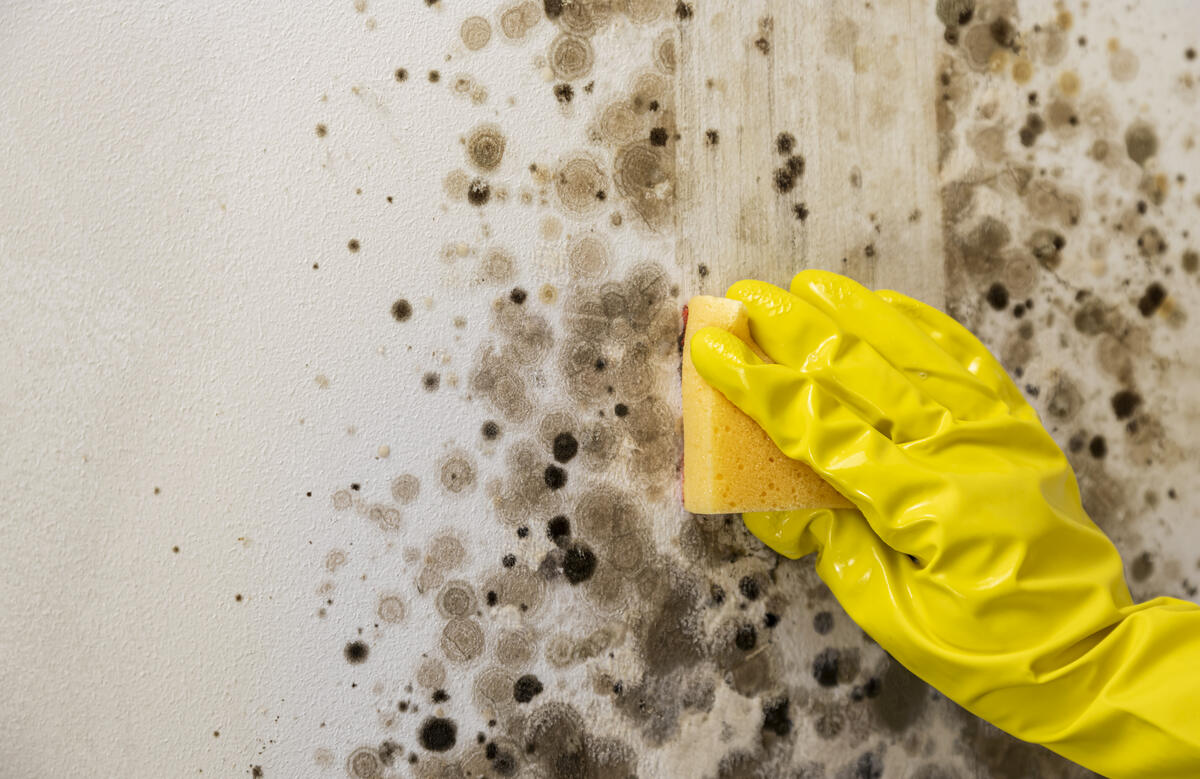 Mold and Mildew Growth