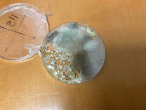 mold growth