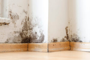 Mold Inspection Cost: What Homeowners Need to Know