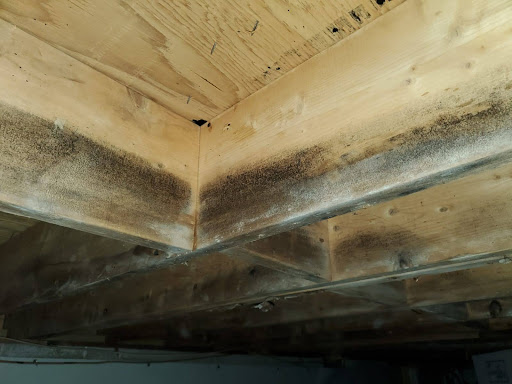 Black mold in crawl space