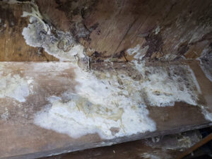 How to Get Rid of Mold in Crawl Space: A Complete Guide