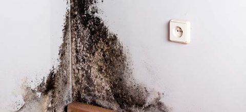 Black mold