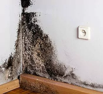 Black mold