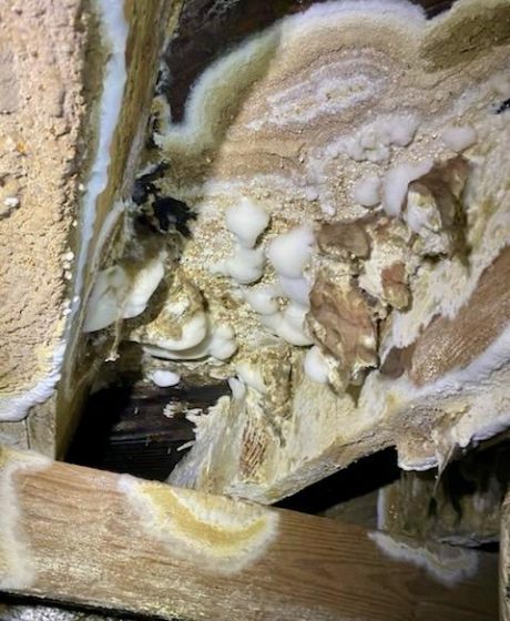 Mold2