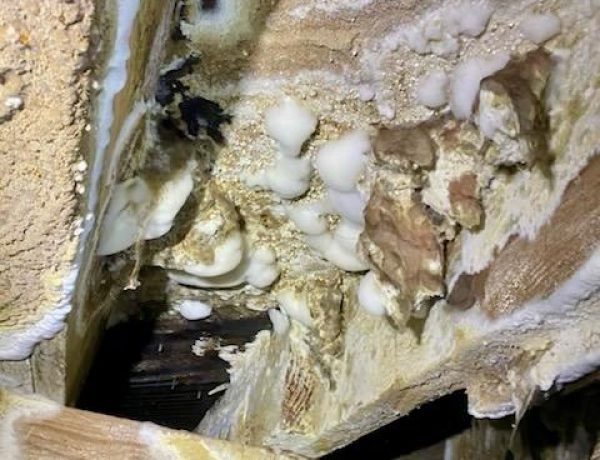 Mold2 Mold2