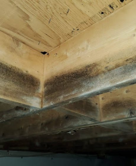 Black mold in crawl space