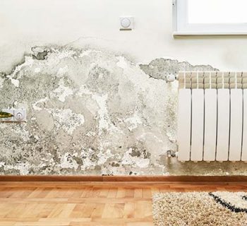 Mold and moisture