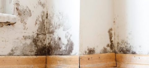 Damp buildings damaged by black mold and fungus, dampness or water. infiltration, insulation and mold problems in the wall of the house
