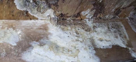 white mold in a crawl space